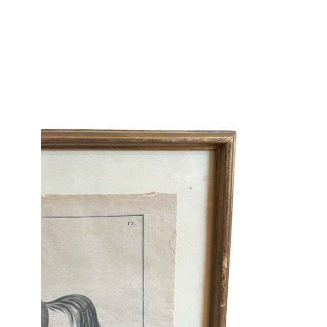 Framed Early 18th Century Bernard Picard Horse Engraving - “Le Turc” | IdleHour