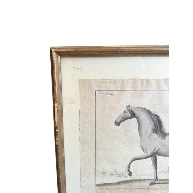 Framed Early 18th Century Bernard Picard Horse Engraving - “Le Turc” | IdleHour