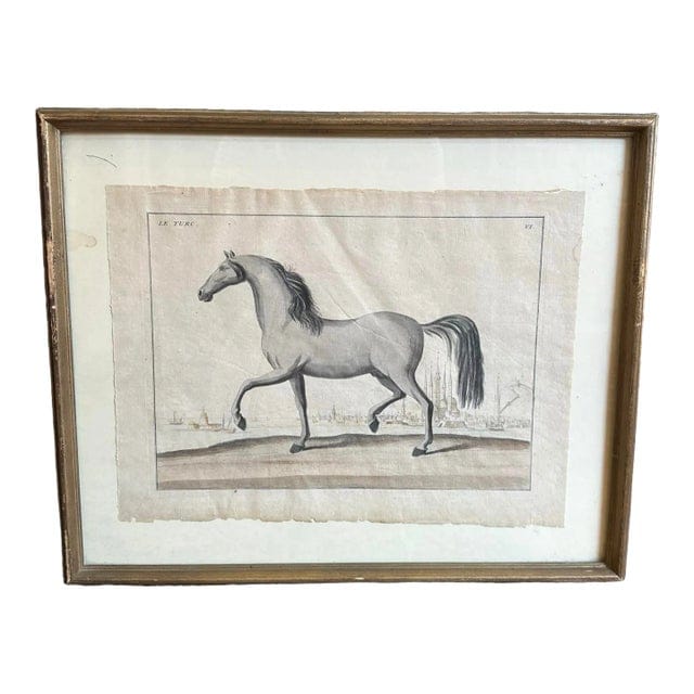 Framed Early 18th Century Bernard Picard Horse Engraving - “Le Turc” | IdleHour