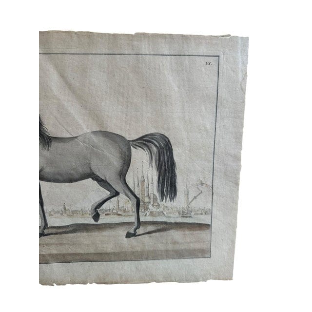 Framed Early 18th Century Bernard Picard Horse Engraving - “Le Turc” | IdleHour