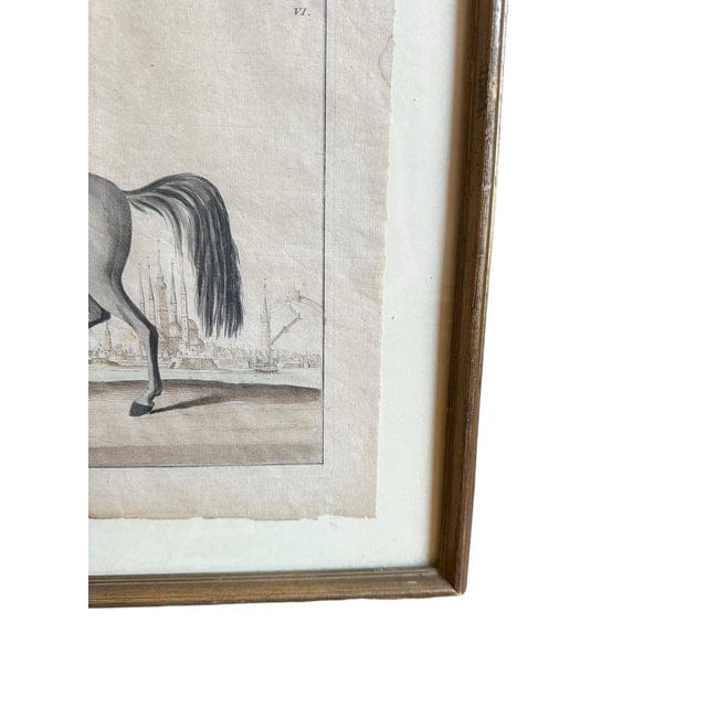 Framed Early 18th Century Bernard Picard Horse Engraving - “Le Turc” | IdleHour
