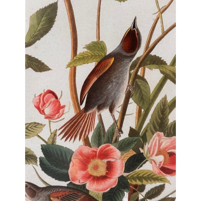 Late 20th Century Pair of Framed Prints After John James Audubon - Seaside Finch and 261 Sandhill Crane | IdleHour