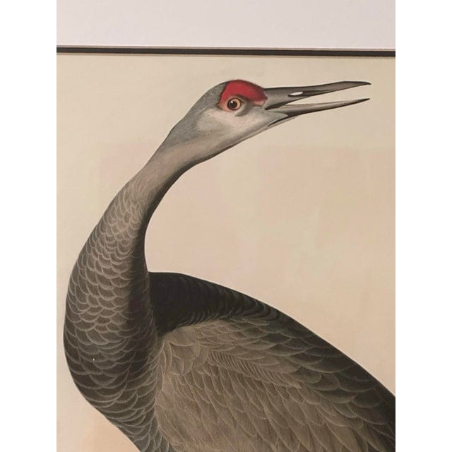 Late 20th Century Pair of Framed Prints After John James Audubon - Seaside Finch and 261 Sandhill Crane | IdleHour