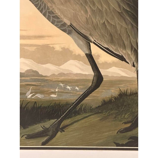 Late 20th Century Pair of Framed Prints After John James Audubon - Seaside Finch and 261 Sandhill Crane | IdleHour