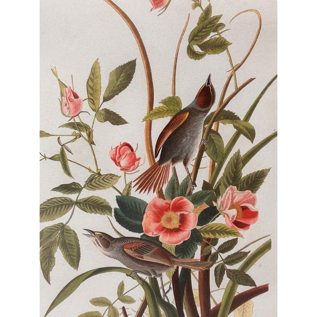 Late 20th Century Pair of Framed Prints After John James Audubon - Seaside Finch and 261 Sandhill Crane | IdleHour